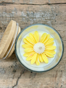 Marguerite (Mimosa)